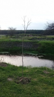 Venta de Campo en San Jose en San Jose, Entre Ríos — Foto 6