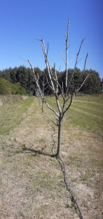 Venta de Campo en San Jose en San Jose, Entre Ríos — Foto 3