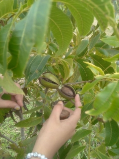 Venta de Campo en San Jose en San Jose, Entre Ríos — Foto 5